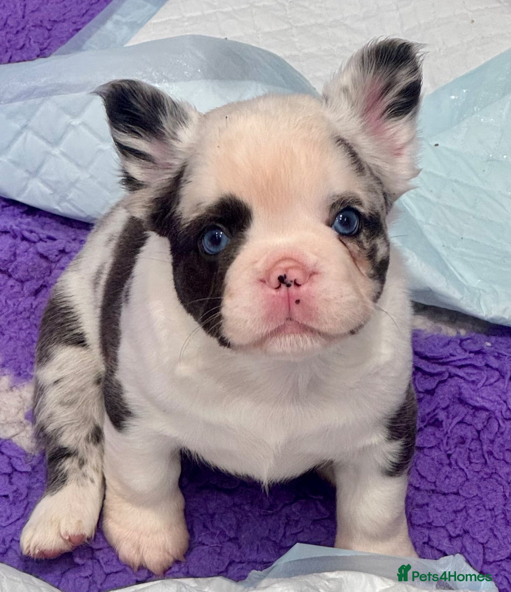French Bulldog dogs *Ready soon!!!* Beautiful Fluffy Frenchies!  - Advert 1