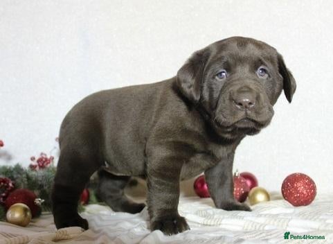 Labrador Retriever dogs looking for a loving new home - Advert 1