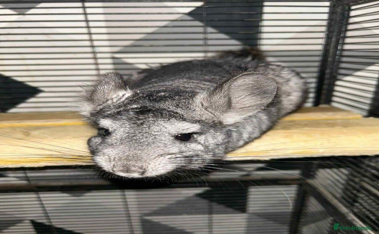 Chinchilla rodents - Advert 1