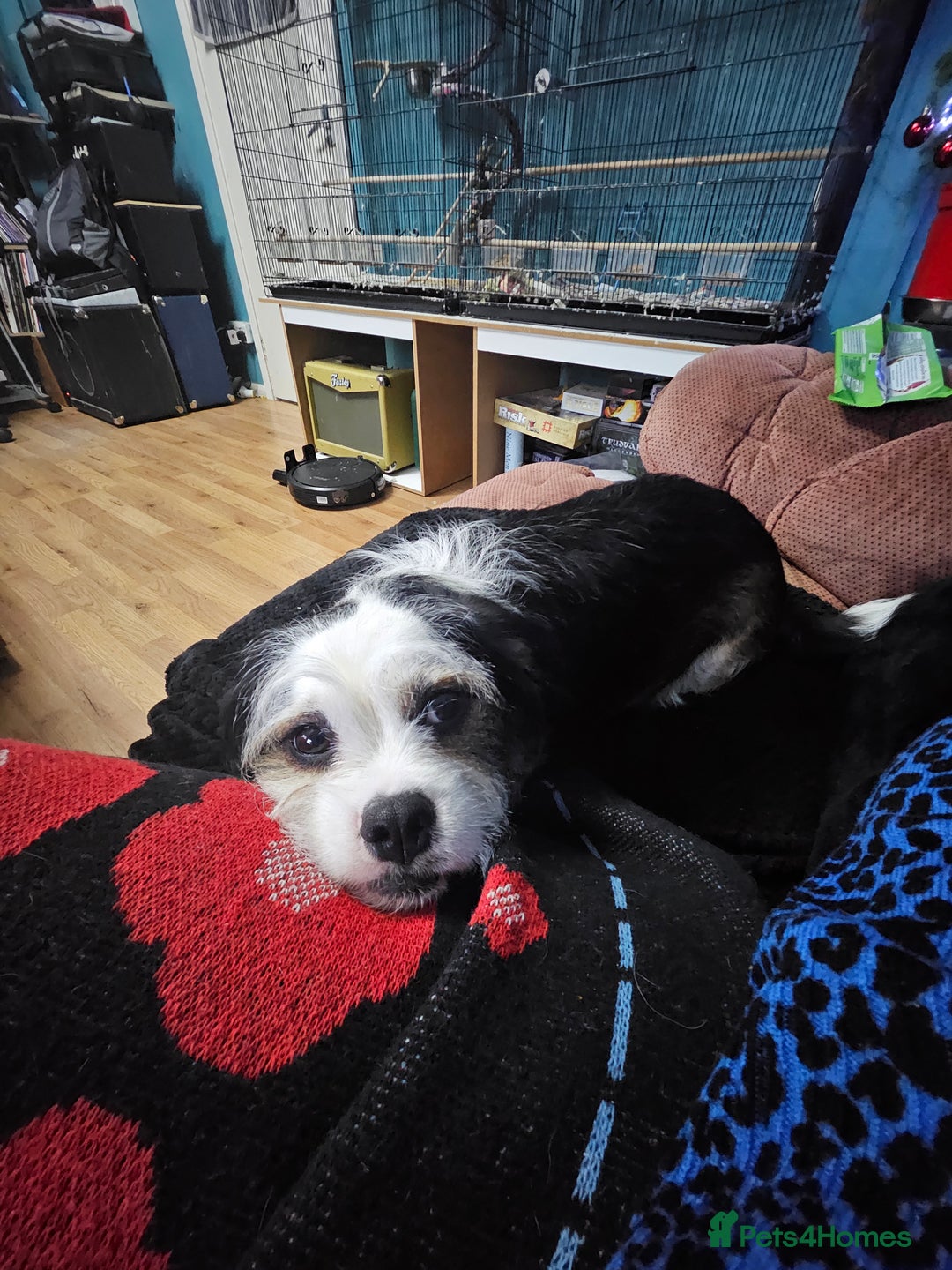 Mixed Breed dogs for sale: Ben for adoption  - Advert 3