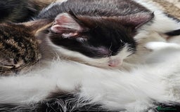 Mixed Breed cats for sale: 3 Beautiful kittens looking for home - Image 14