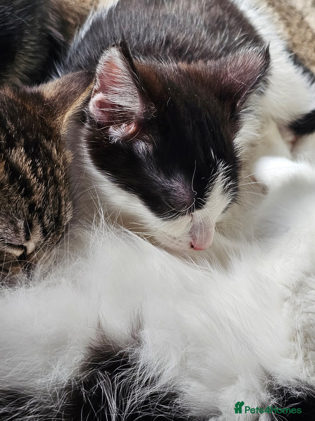 Mixed Breed cats for sale: 3 Beautiful kittens looking for home - Image 14