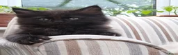 Mixed Breed cats for sale: Beautiful Maine Coon x Ragdoll Kittens for Sale - Advert 17