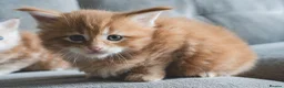 Maine Coon cats for sale: 3 TICA pedigree registered male Maine coon kittens - Advert 2