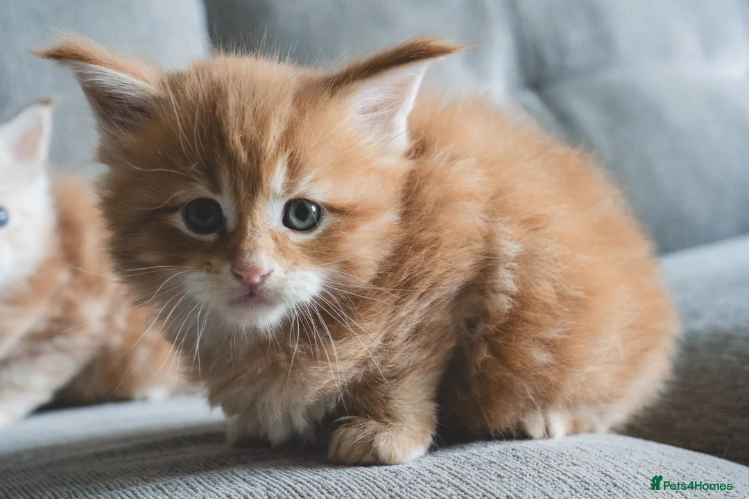 Maine Coon cats for sale: 3 TICA pedigree registered male Maine coon kittens - Advert 2