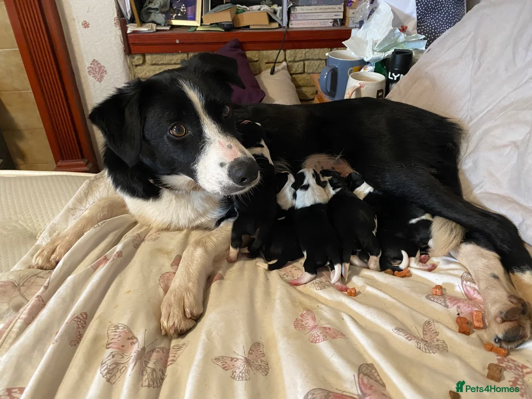 Mixed Breed dogs for sale: Beautiful Border Jack Puppies for Sale 🐶 in Banwell - Advert 1