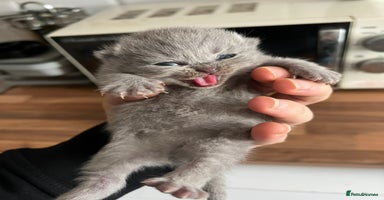 British Shorthair cats - Advert 3