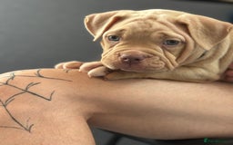 American Bully dogs for sale: Pocket bully female GREAT bloodline READY to leave - Image 14