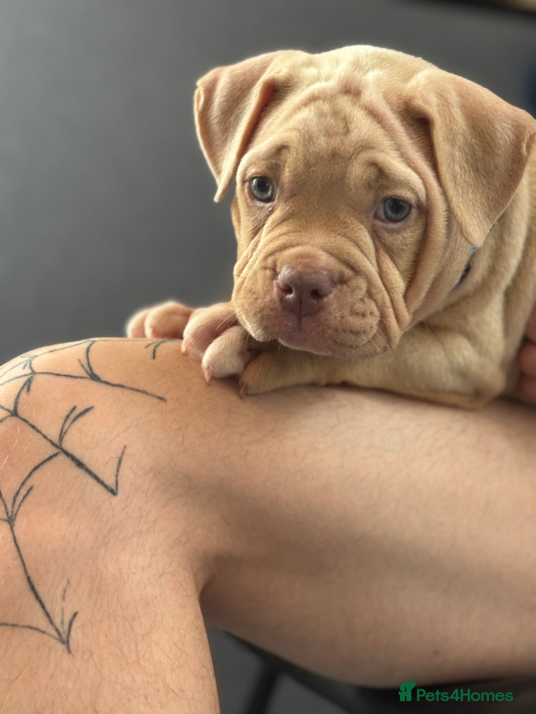 American Bully dogs for sale: Pocket bully female GREAT bloodline READY to leave - Image 14