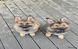 German Shepherd dogs for sale: German Shepherd Puppies  - Image 1