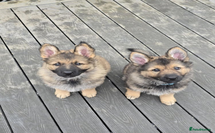 German Shepherd dogs - Advert 1