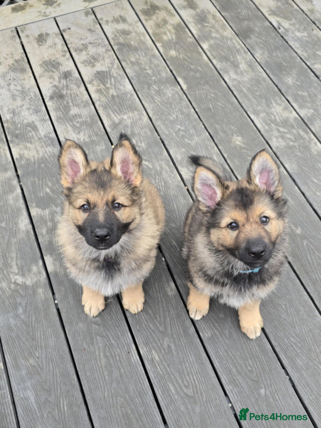 German Shepherd dogs for sale: German Shepherd Puppies  - Image 1
