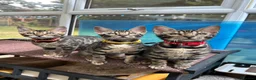 Bengal cats for sale: ❤️ Gorgeous Pure Bengal Babies! ❤️ - Advert 15