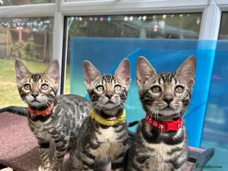Bengal cats ❤️ Gorgeous Pure Bengal Babies! ❤️ - Advert 6