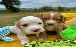 Cocker Spaniel dogs for sale: Farm Bred - Docked - Working Cocker Pups in Peterborough - Image 9