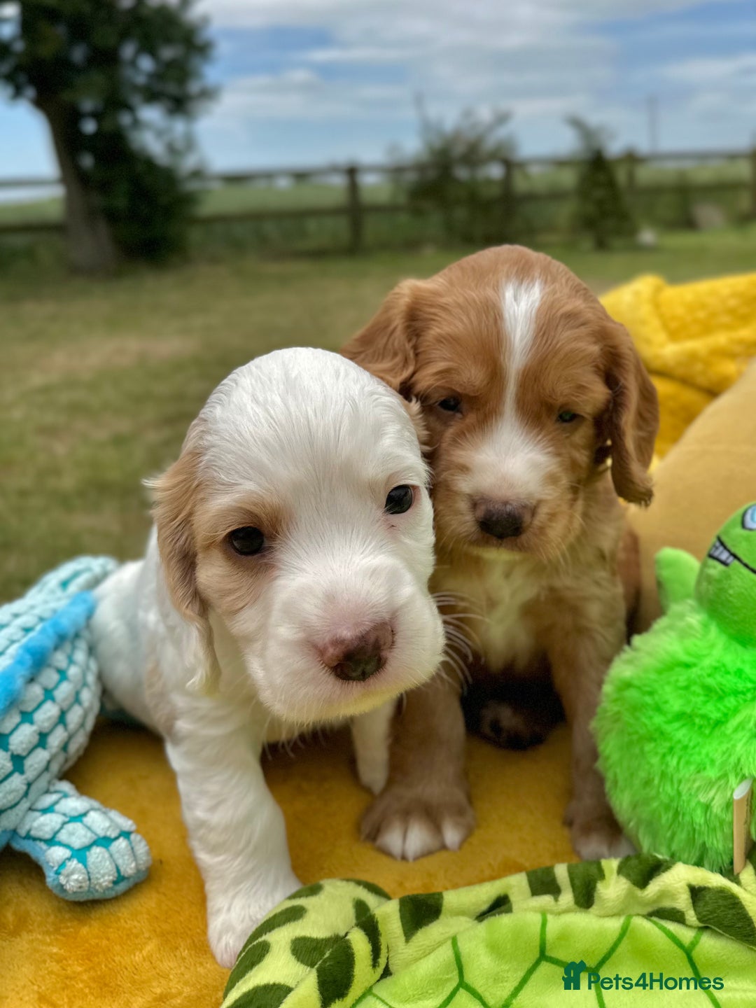 Cocker Spaniel dogs for sale: Farm Bred - Docked - Working Cocker Pups in Peterborough - Image 9