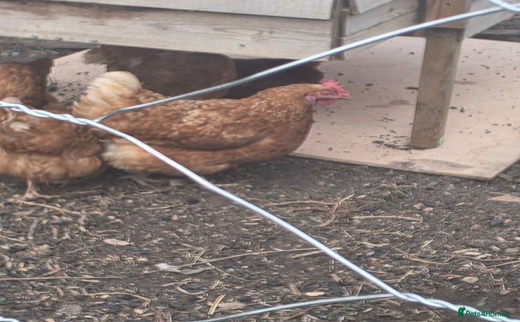 Chickens poultry - Advert 10