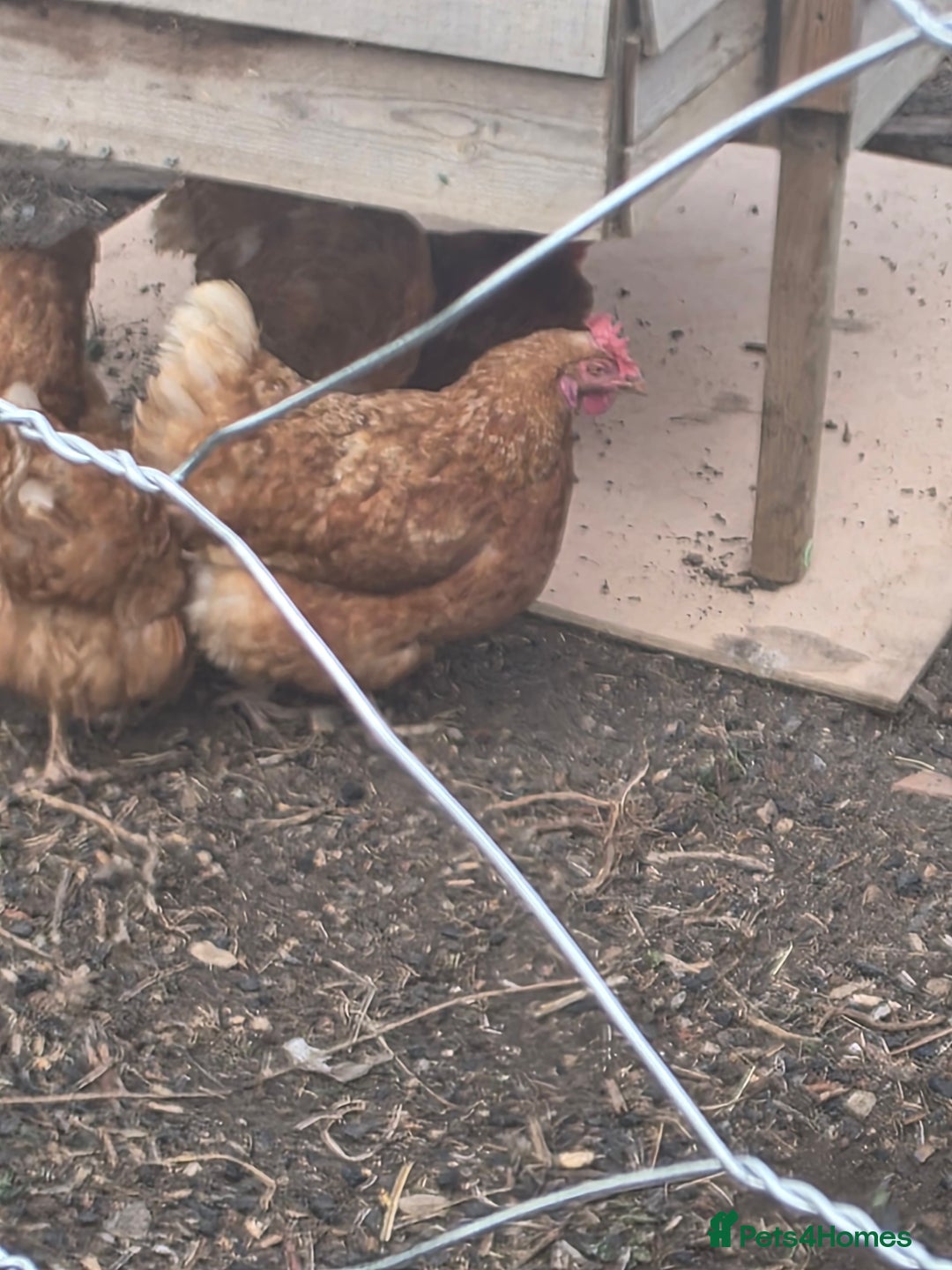 Chickens poultry for sale: Hens for sale - Image 1