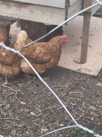 Chickens poultry - Advert 15