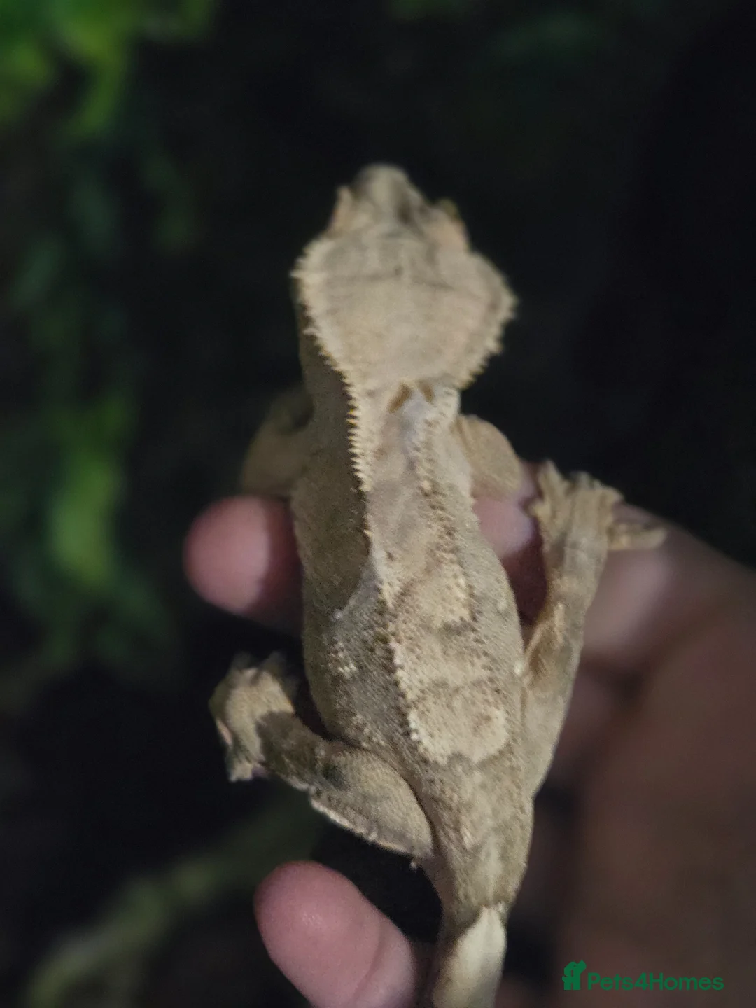 Gecko reptiles for sale: 3 female one male creasted geko in Oxford - Advert 6