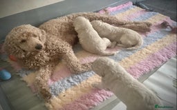 Standard Poodle dogs for sale: KC Standard Poodle Pups - Image 6