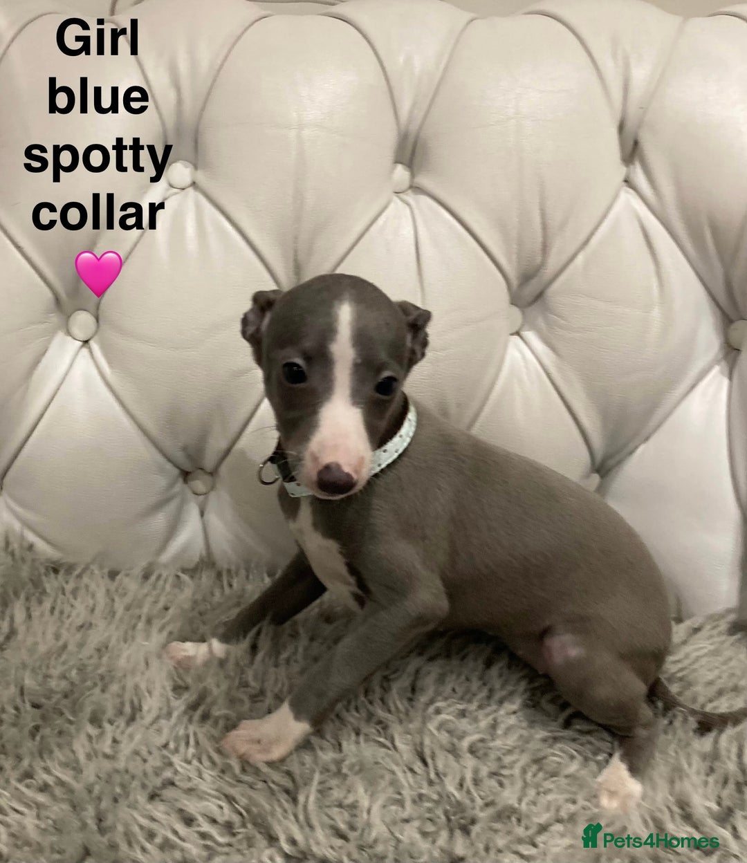 Mixed Breed dogs for sale: Italian greyhound  - Advert 9