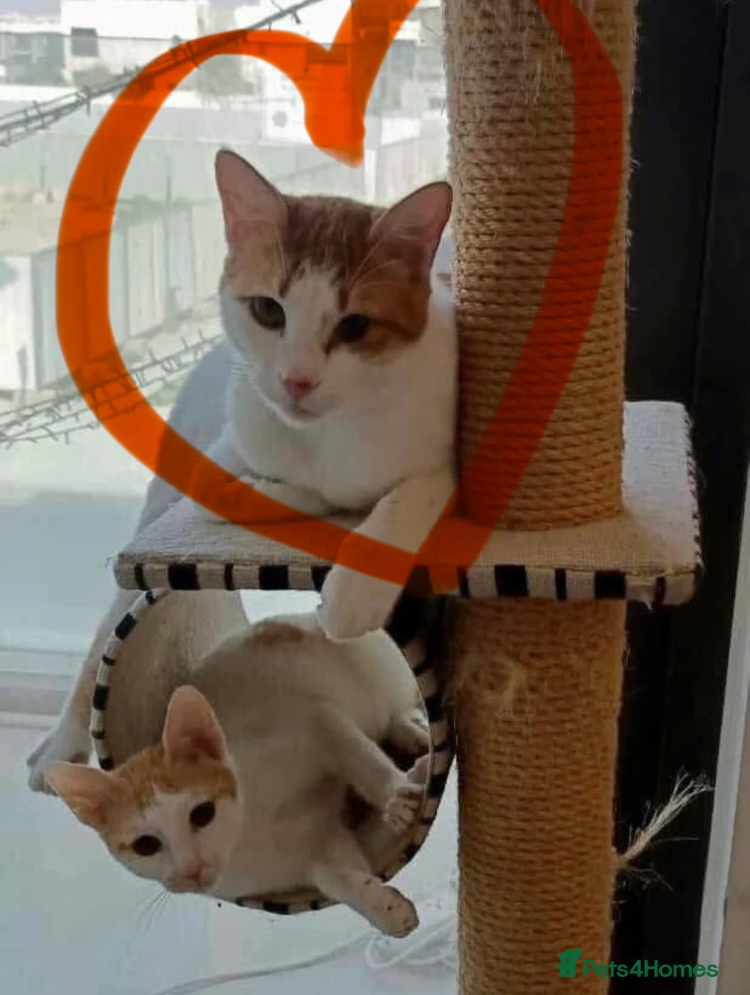 Arabian Mau cats for adoption: Chip and Dale  - Advert 2