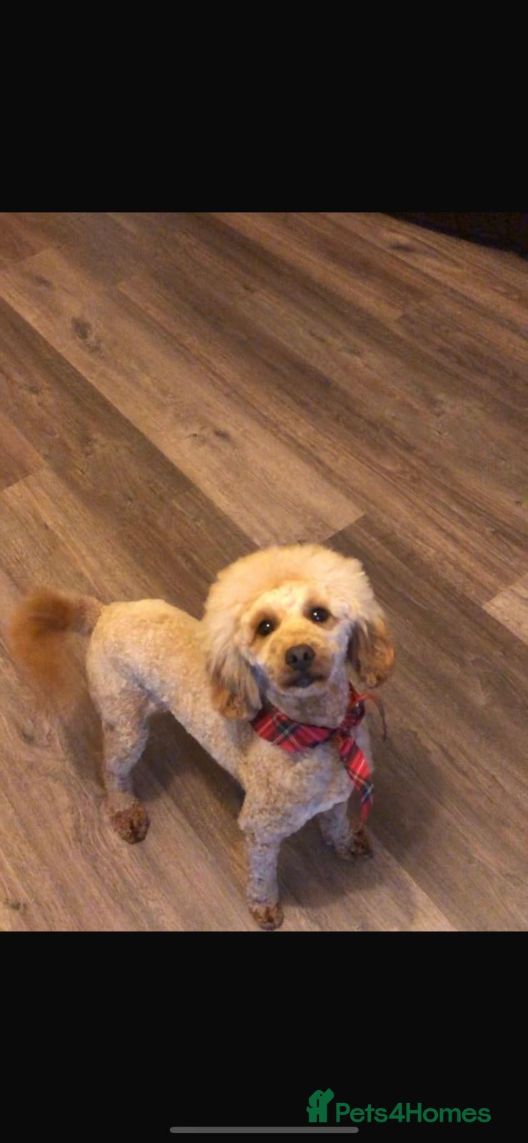 Barney