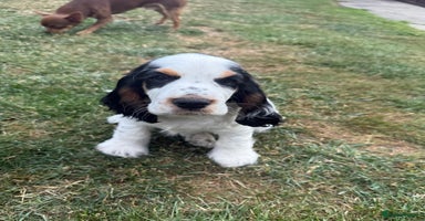 Cocker Spaniel dogs - Advert 3