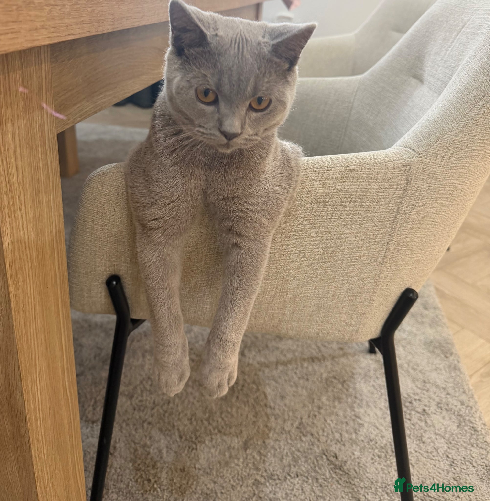 British Shorthair cats Hudson British shorthair  - Advert 4
