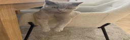 British Shorthair cats for sale: Hudson British shorthair  - Advert 1