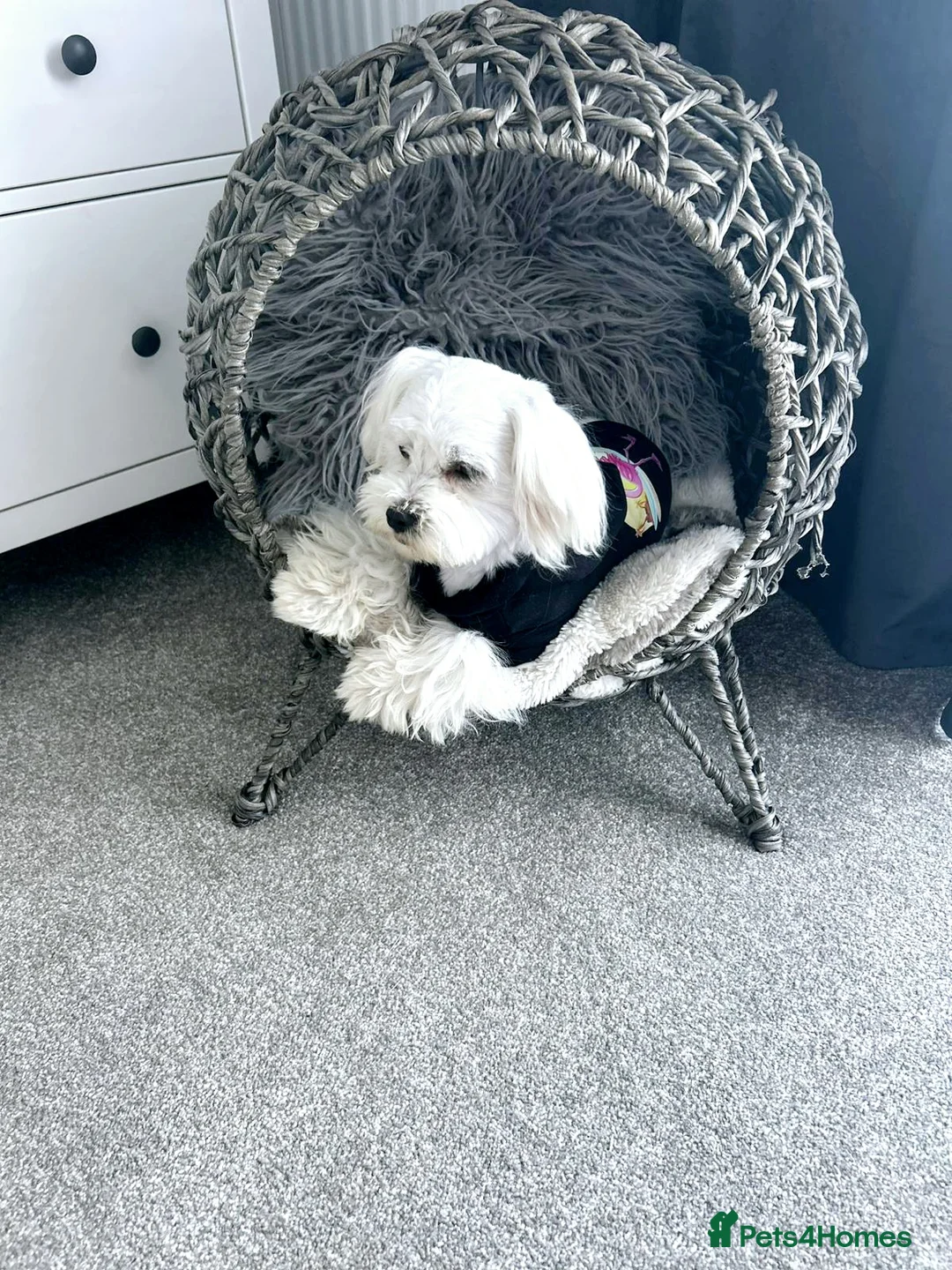 Maltese dogs for stud: New Adroble boy only for stud whit baby face :) - Advert 4