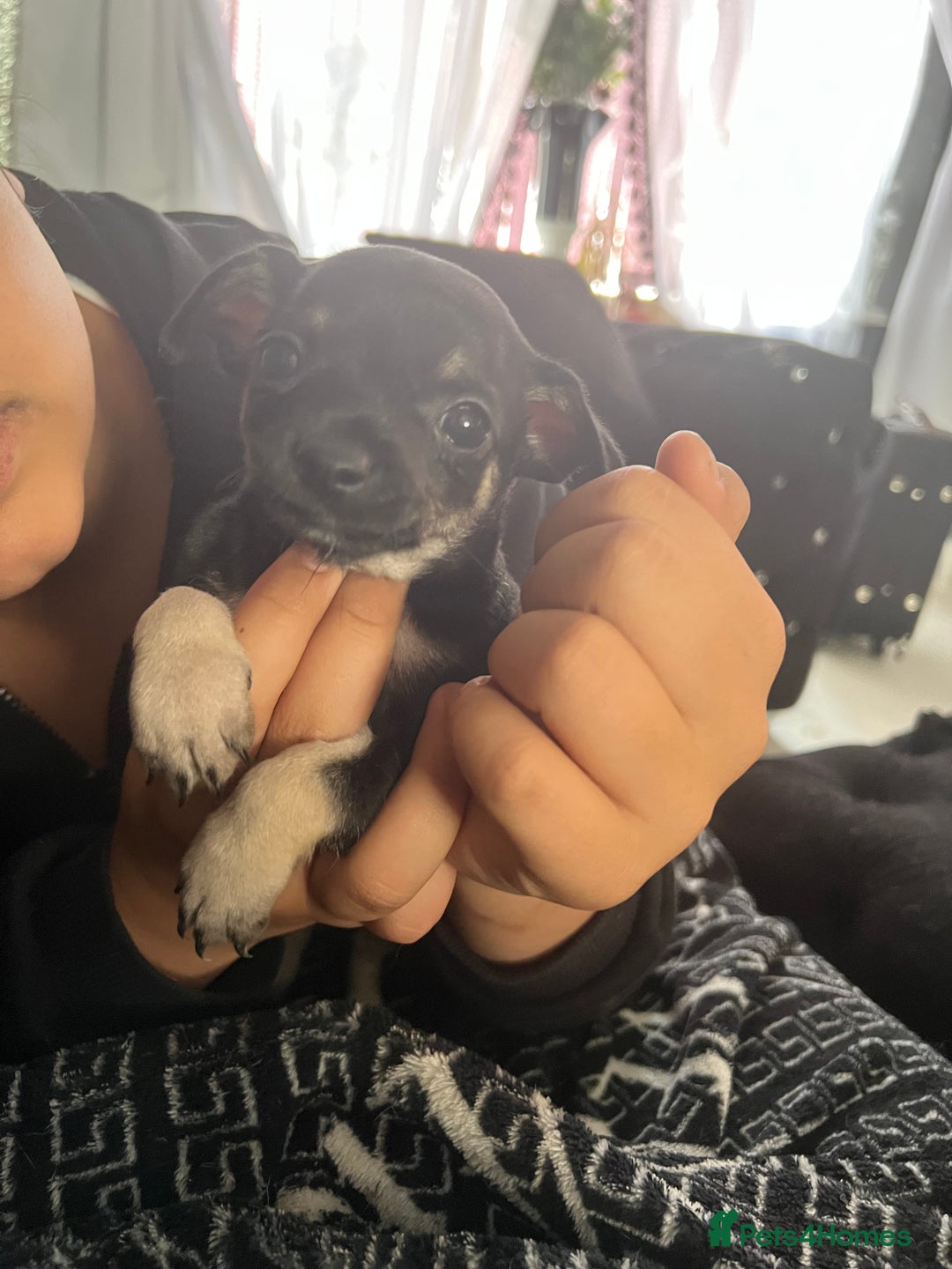 Chihuahua dogs for sale: Little black male chihuahua puppy :)  - Image 2