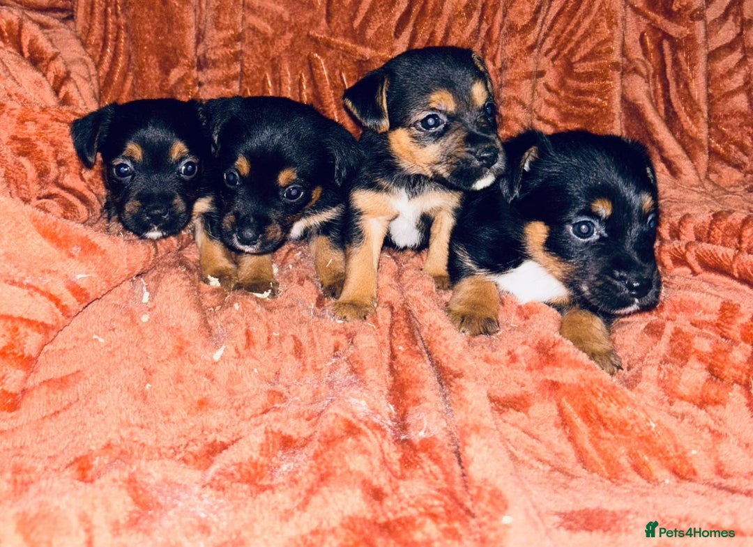 Jack Russell dogs for sale: Jack Russell Puppies  - Image 10