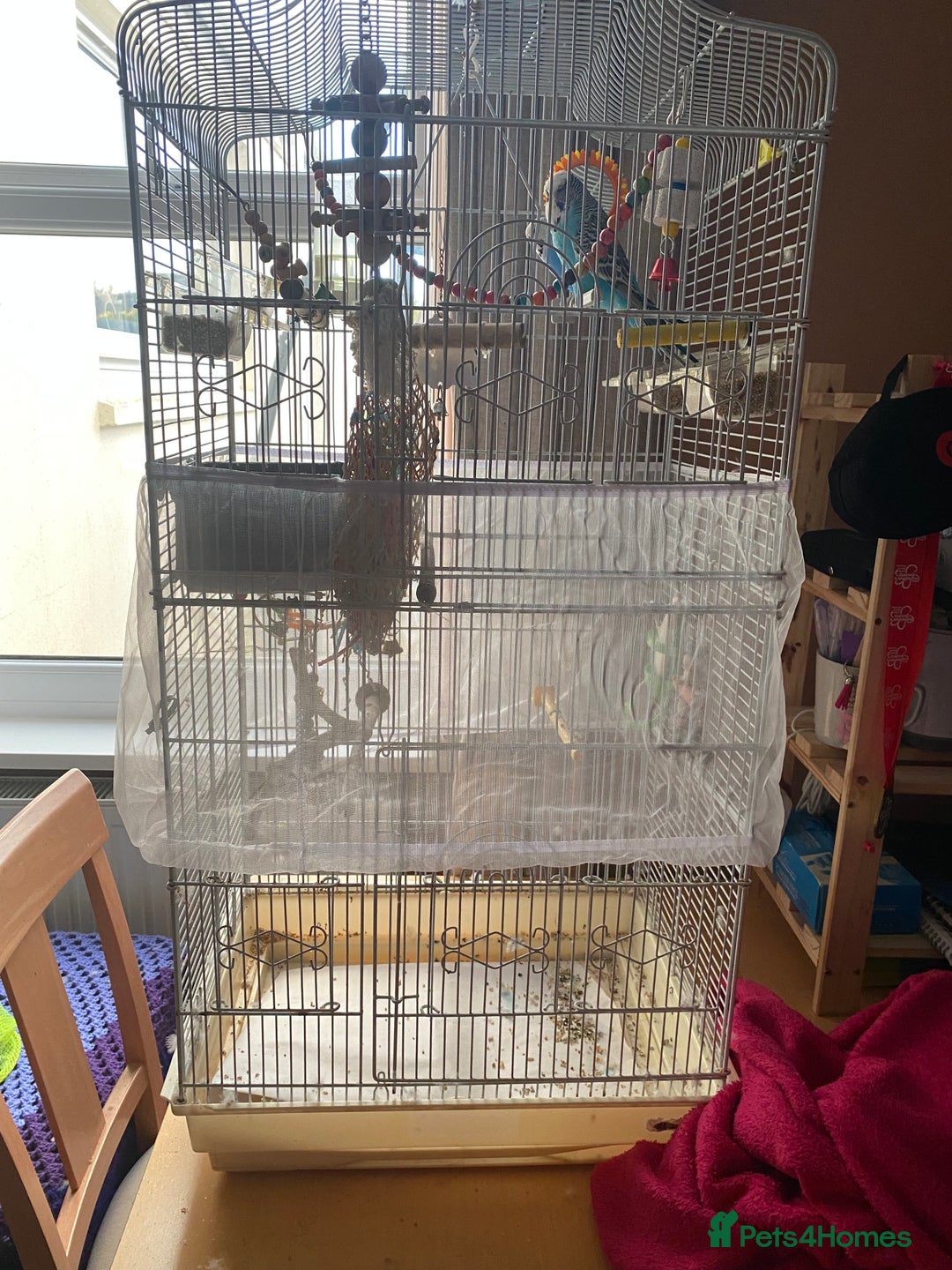 Budgerigars birds for sale: Budgies & cage - Image 2