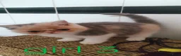 Exotic cats for sale: Beautiful Exotic shorthair kittens  - Advert 18