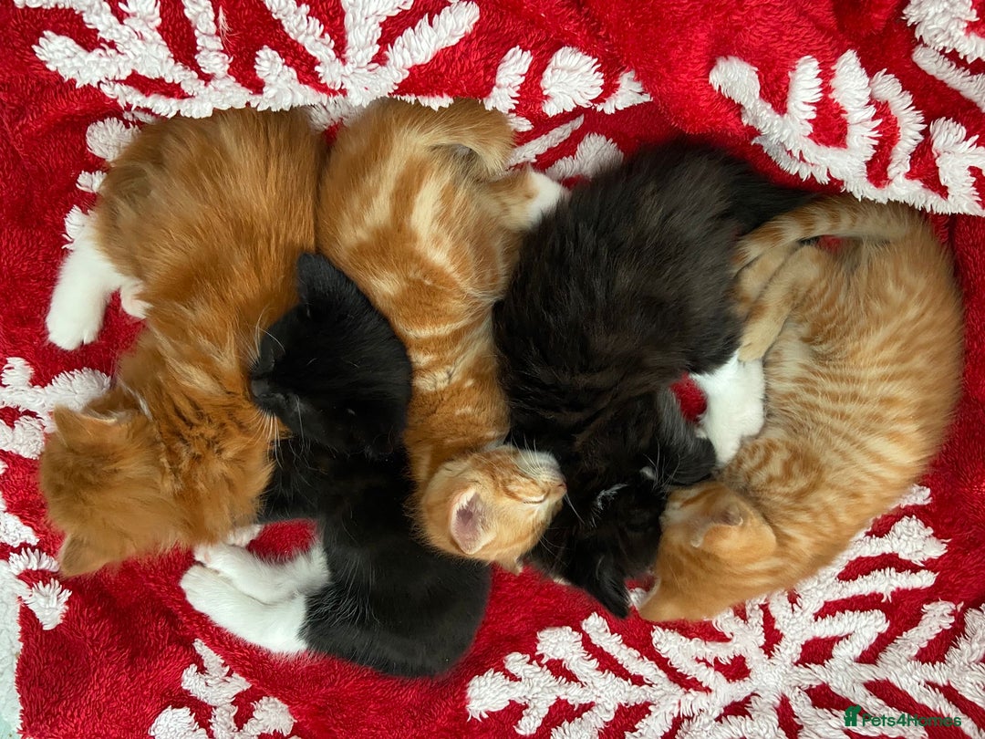 Mixed Breed cats for sale: 5 Beautiful Half-Ragdoll kittens ❤️ - Advert 2