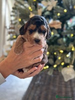 Cockapoo dogs Stunning F2 DNA health tested Cockapoo puppies - Advert 9