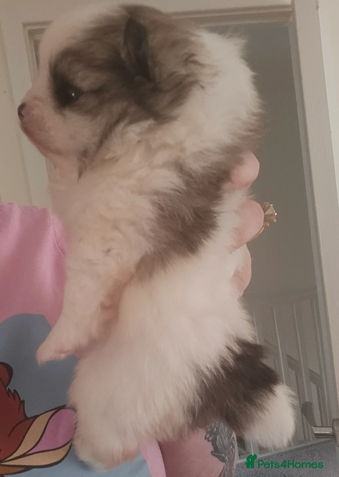 Pomeranian dogs for sale: Beautiful teddy bear pomeranian boy  - Advert 5