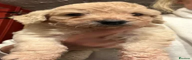Cockapoo 2