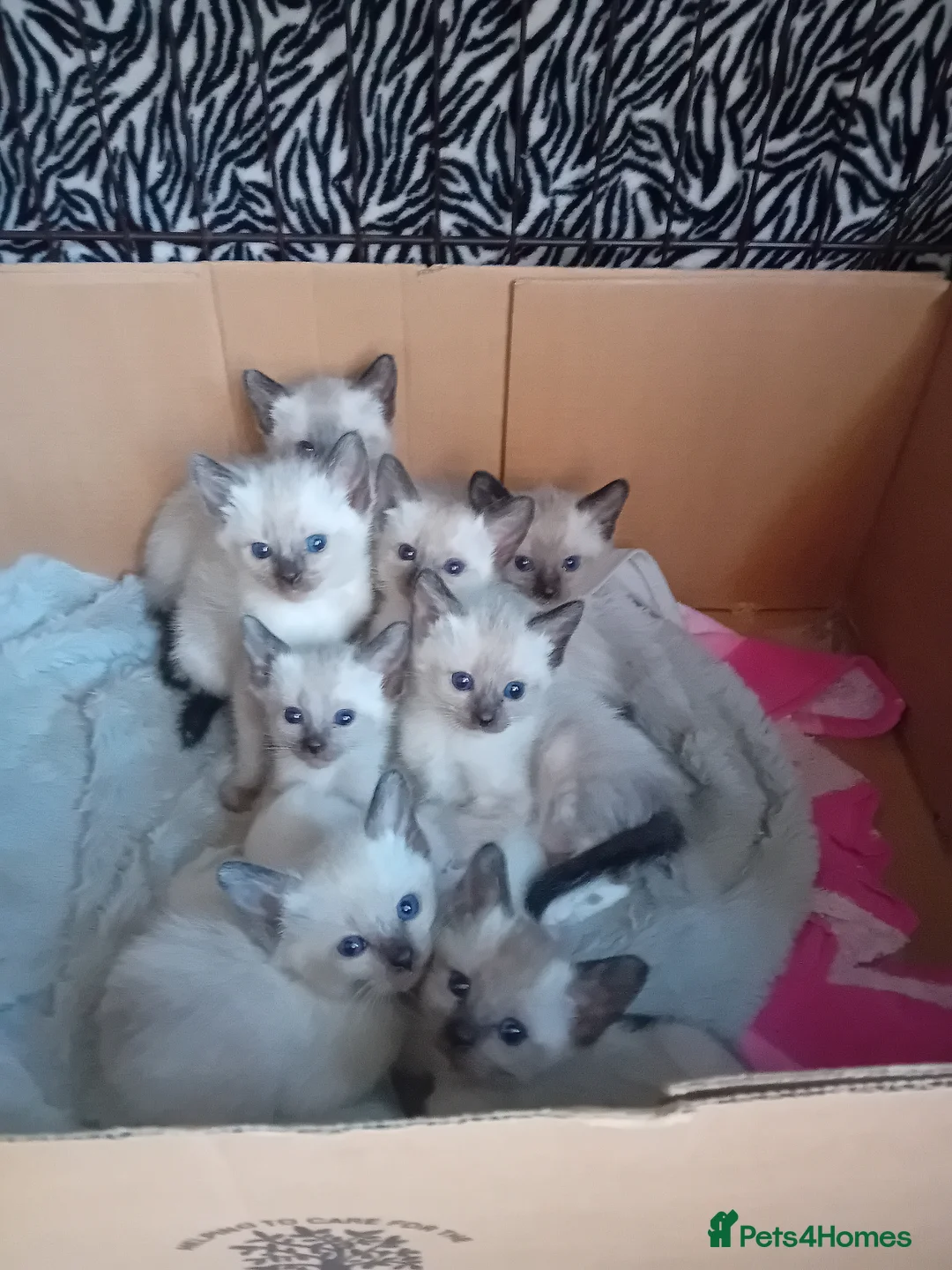 Ragamese cats for sale: Ragamise kittens in North Ferriby - Advert 2