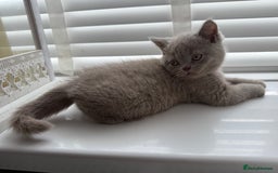 British Shorthair cats for sale: ONE LEFT Chunky Lilac GCCF British Shorthair Male - Image 11