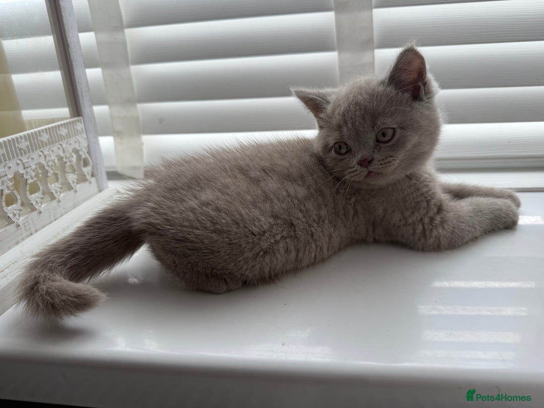 British Shorthair cats for sale: ONE LEFT Chunky Lilac GCCF British Shorthair Male - Image 11