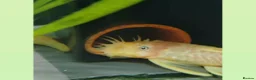 Plecos fish for sale: BLUE EYE LEMON BRISTLENOSE PLECS in Blackburn - Advert 3