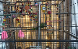 Parakeets birds for sale: Indian green ring neck parakeet - Image 2