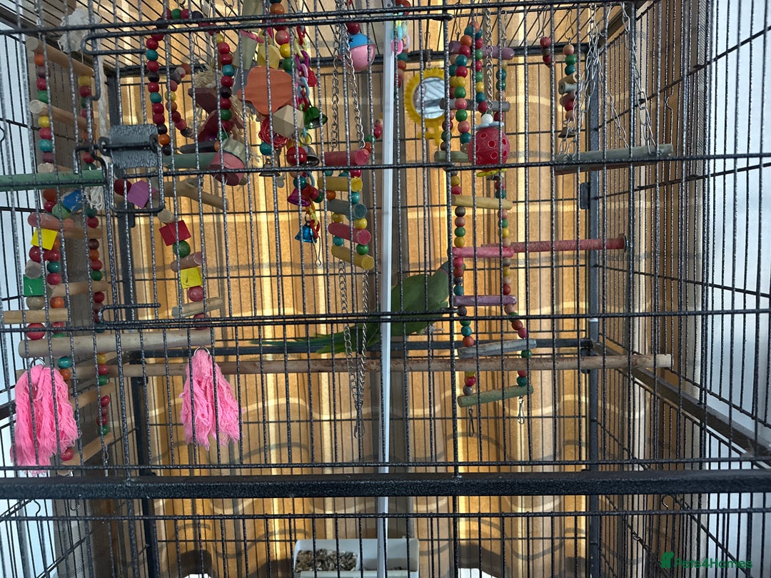Parakeets birds for sale: Indian green ring neck parakeet - Image 2