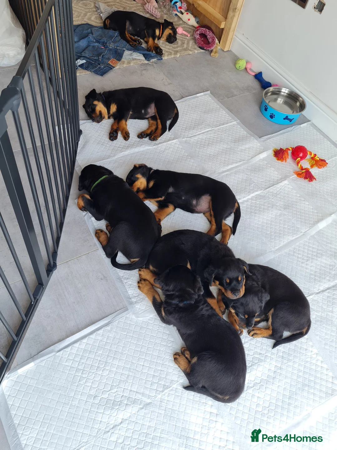 Rottweiler dogs for stud: Bruno the Rottweiler Stud Services in Wrexham - Advert 18