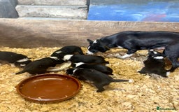 Border Collie dogs for sale: Pure bred, beautiful Border Collie puppies 🖤🤍🐾 - Image 9