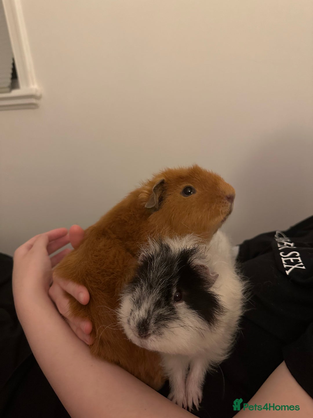 Guinea Pig rodents for sale: 2 Male Guinea pigs with cage - Image 4