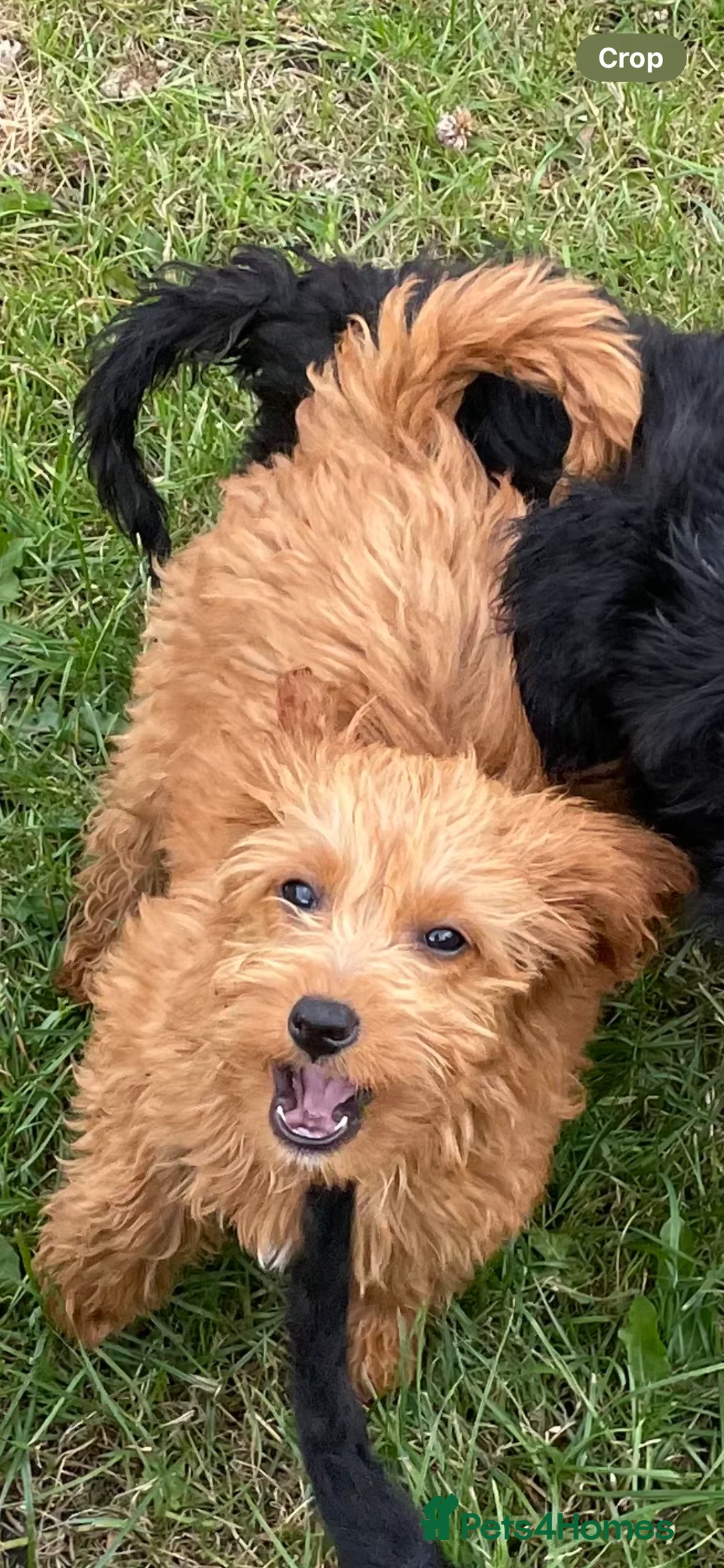 Cockapoo dogs for sale: Cockapoo puppies for sale - Advert 2